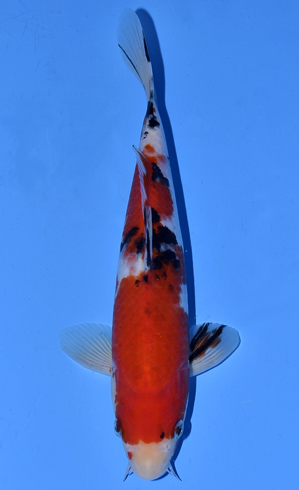 Koi Auction