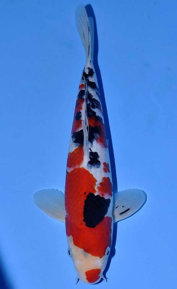 Koi Auction