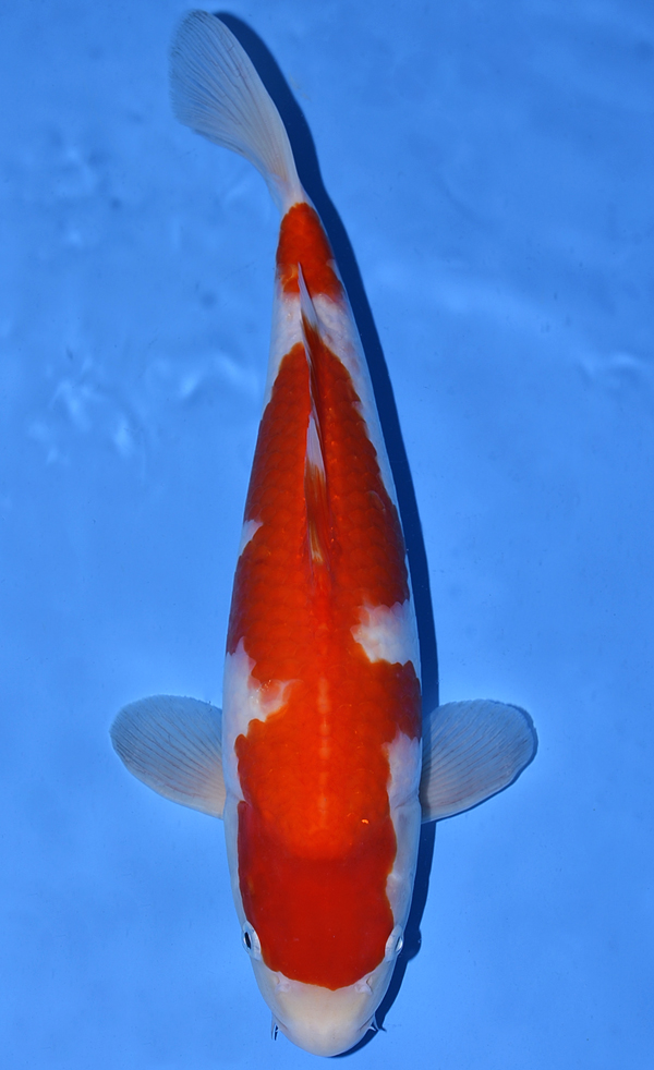 Kohaku