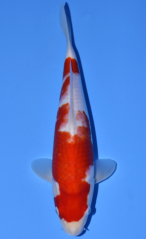 Kohaku