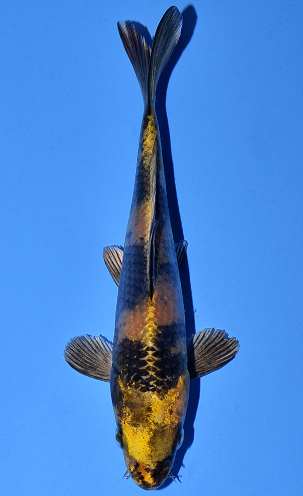 Kin Ki Utsuri