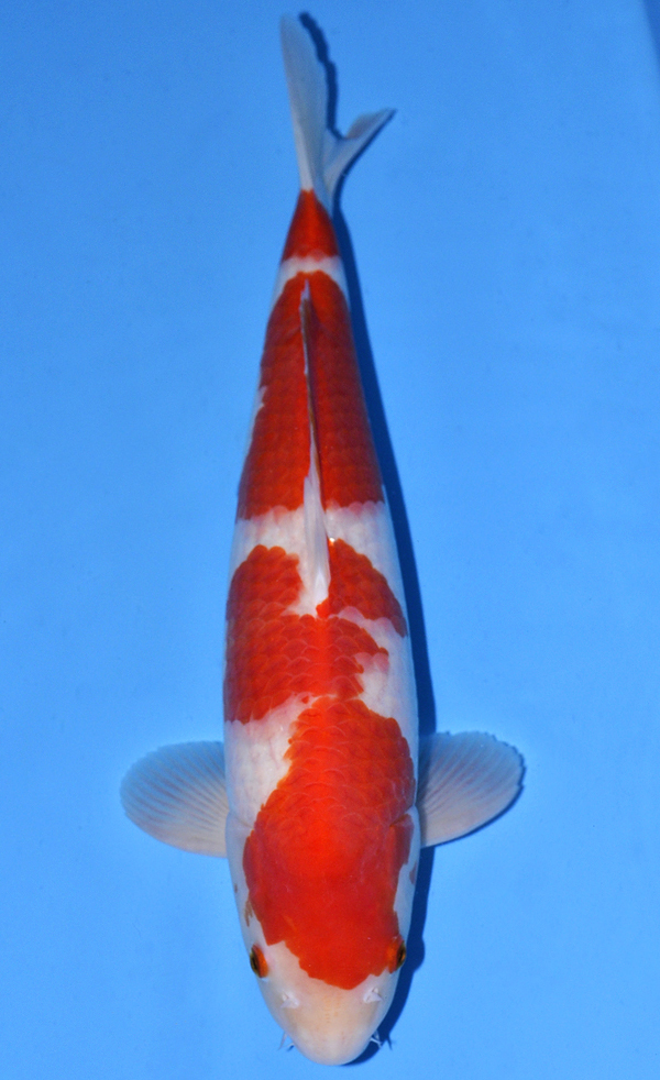 Kohaku