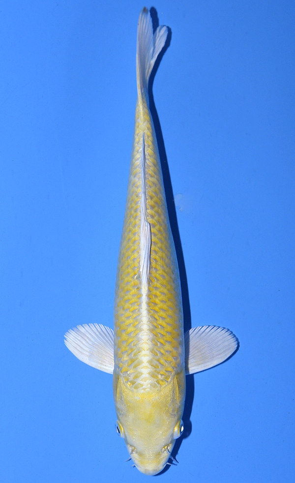 Yamabuki Ogon