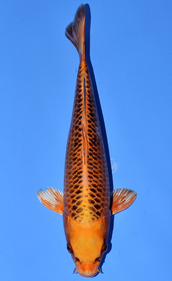 Kin Matsuba