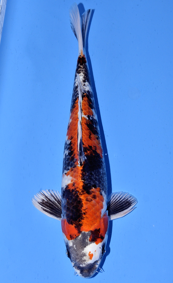 Koi Auction