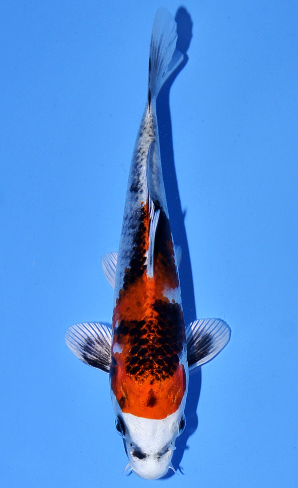 Koi Auction