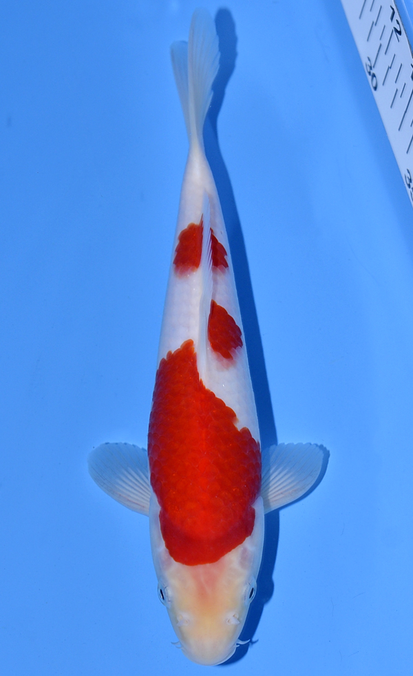 Kohaku