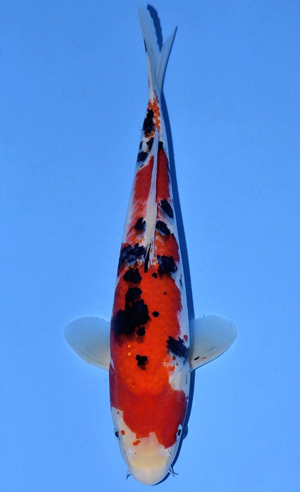 Koi Auction