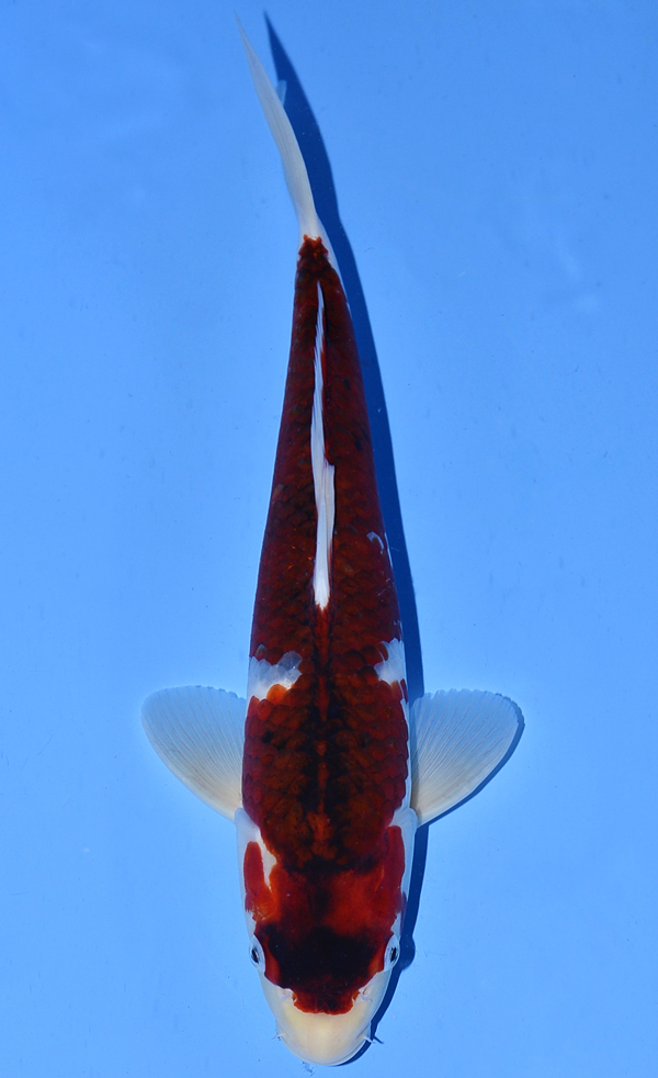 Koromo