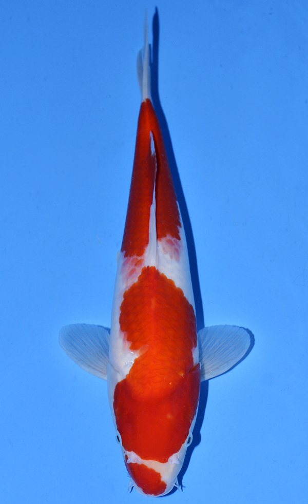 Kohaku