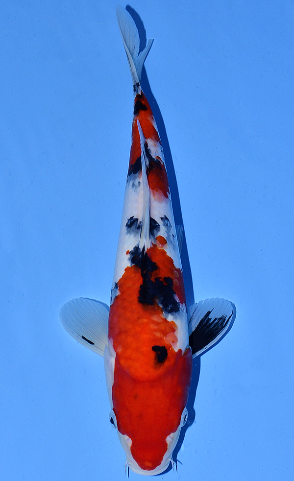 Koi Auction