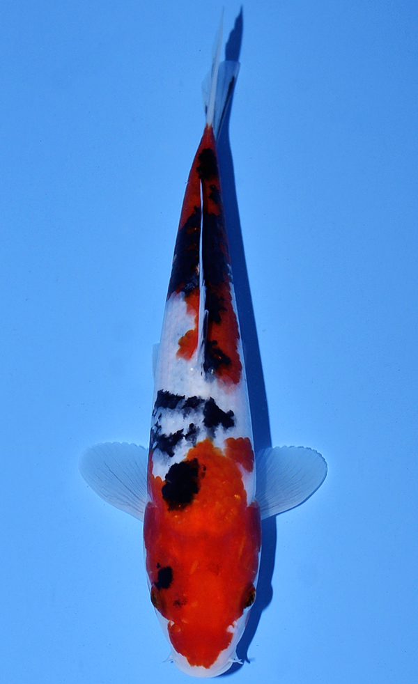 Koi Auction