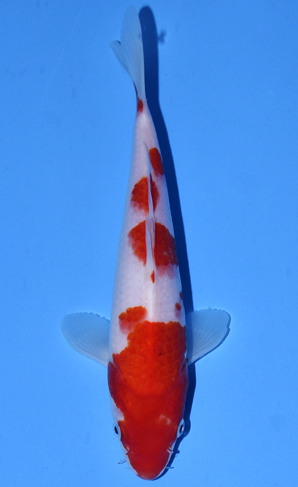 Kohaku