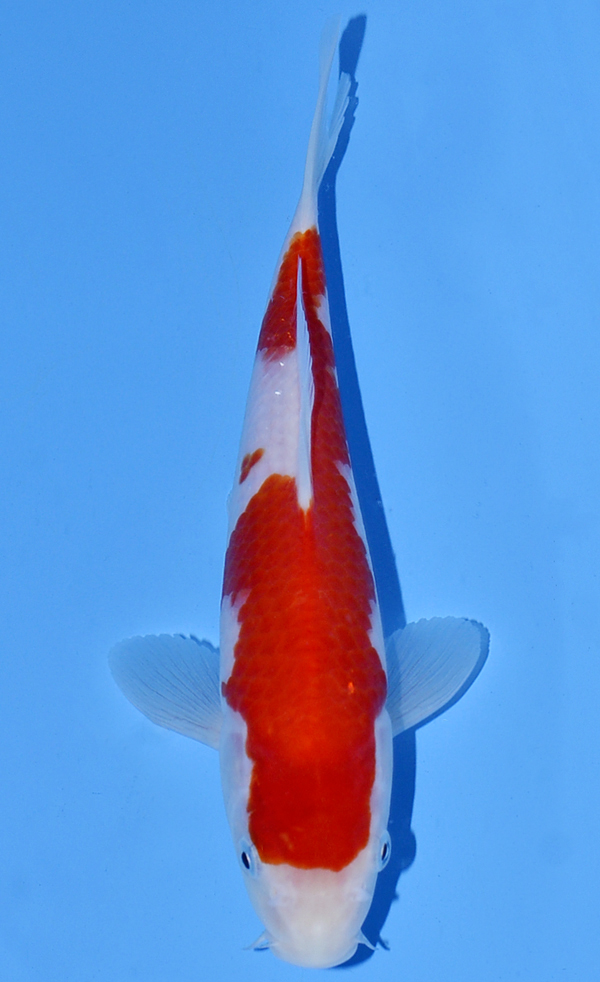 Kohaku