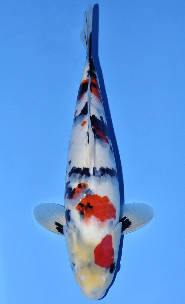 Koi Auction