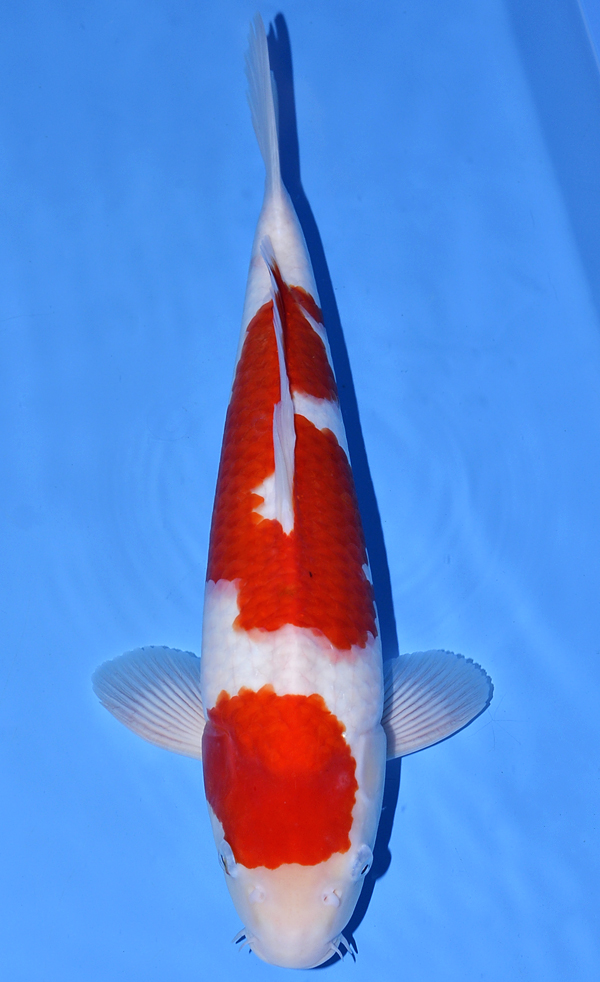 Kohaku