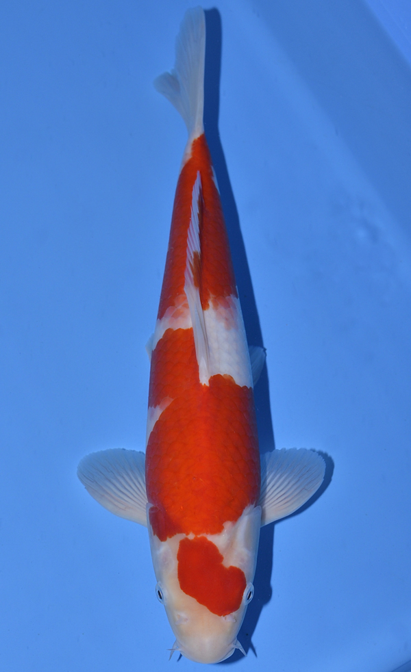 Kohaku