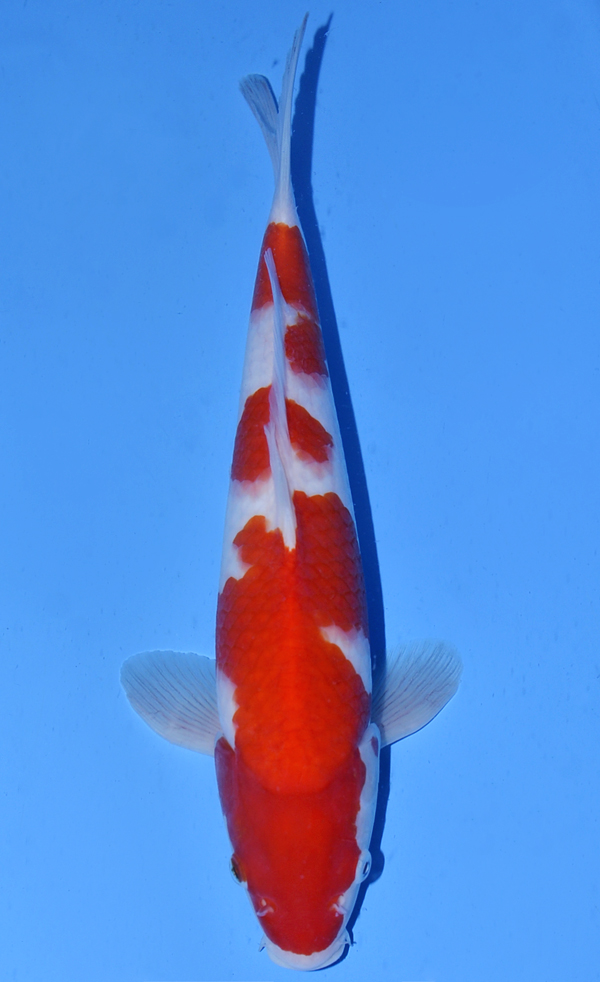 3 Step Kohaku