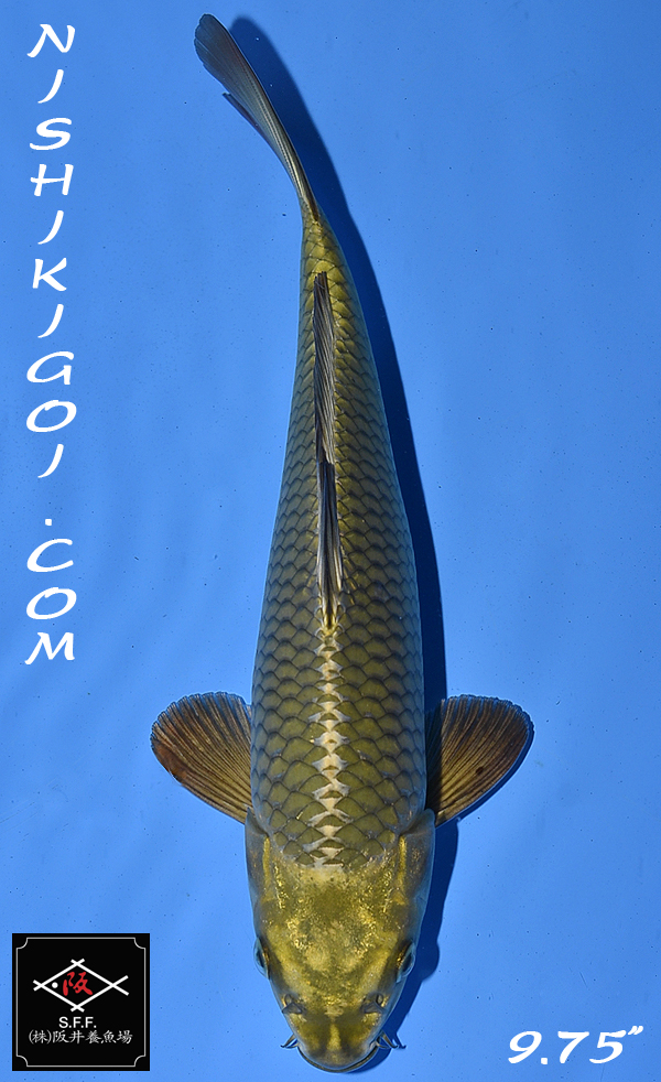 Koiページ 4.5” Imported Asagi Butterfly Koi | Next Day Koi