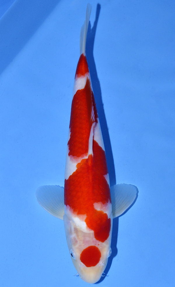 Sakai Kohaku