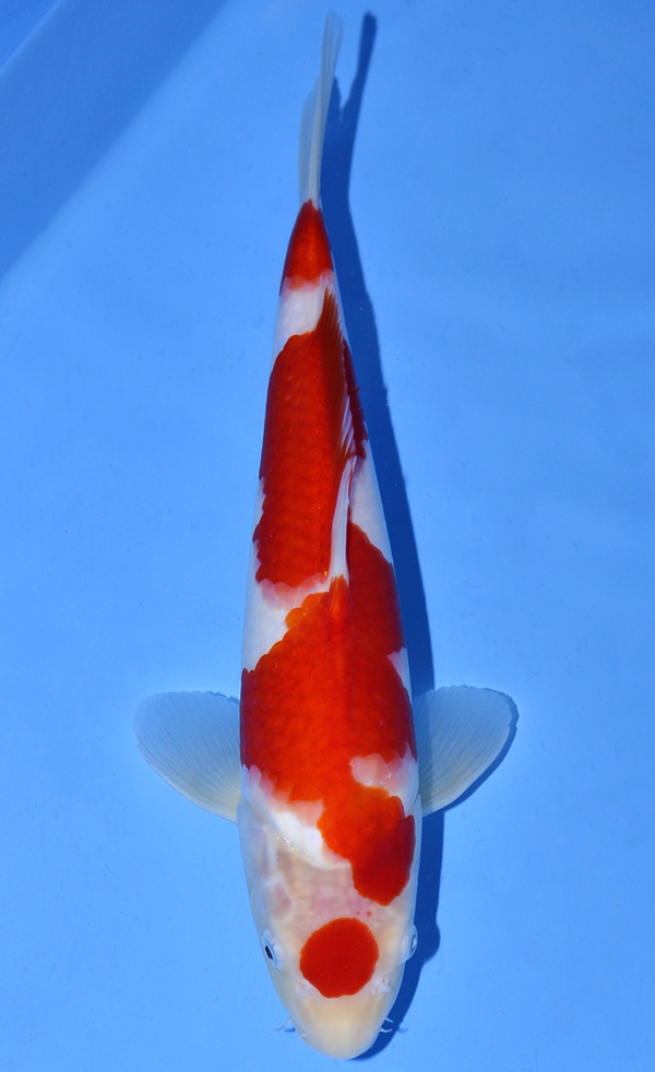 Sakai Kohaku