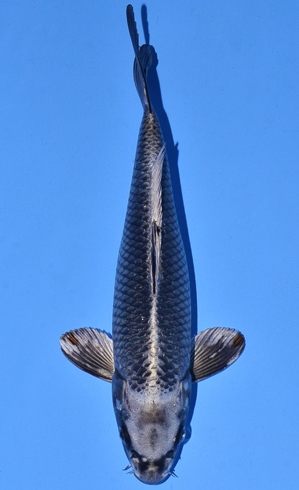 Nezu Ogon