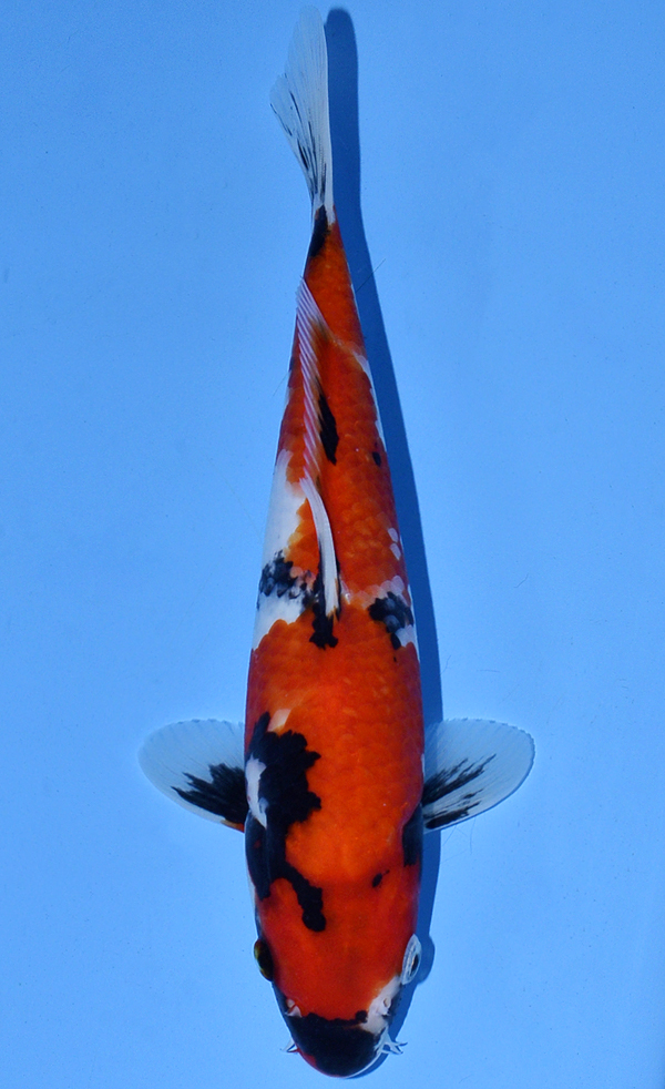 Koi Auction