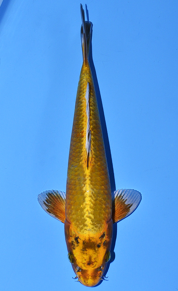 Gold Ogon