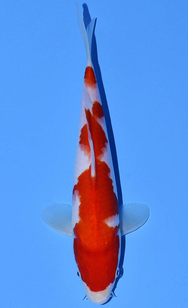 Kohaku