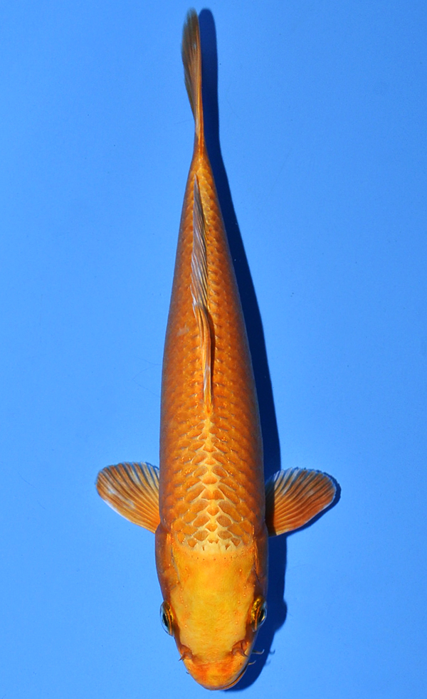 Orenji Ogon
