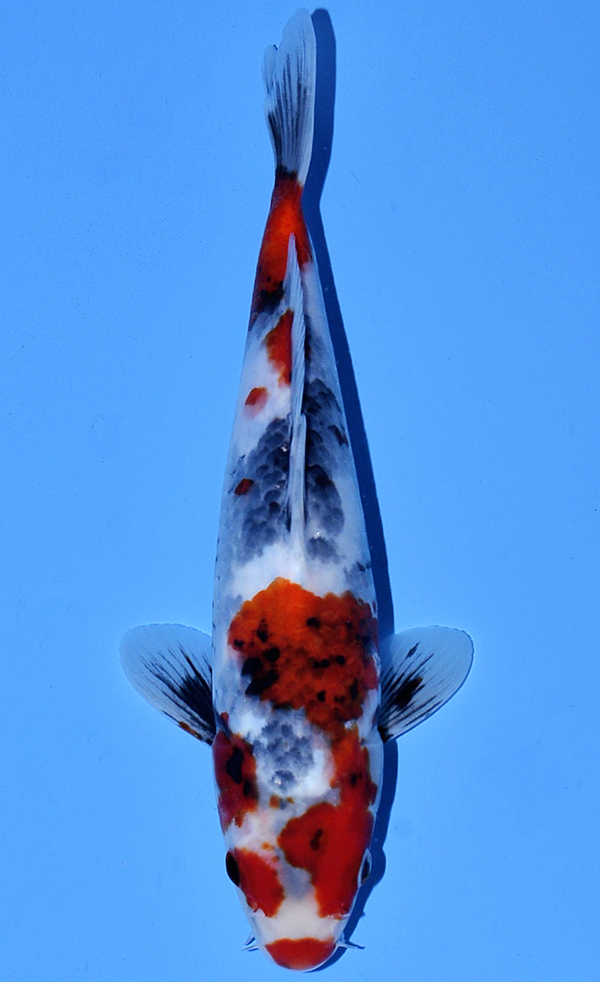 Koi auction