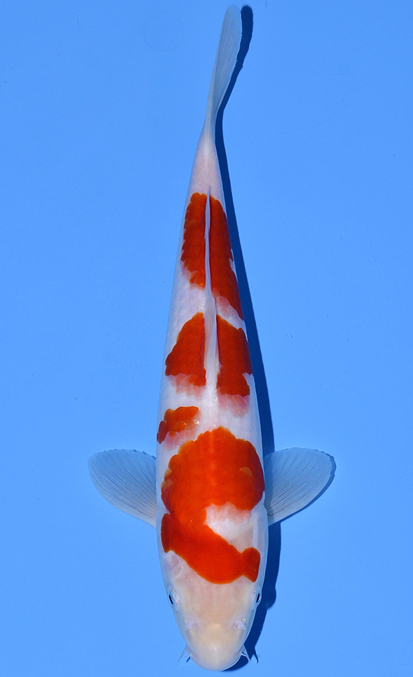 Kohaku
