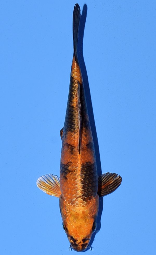 Kin Ki Utsuri