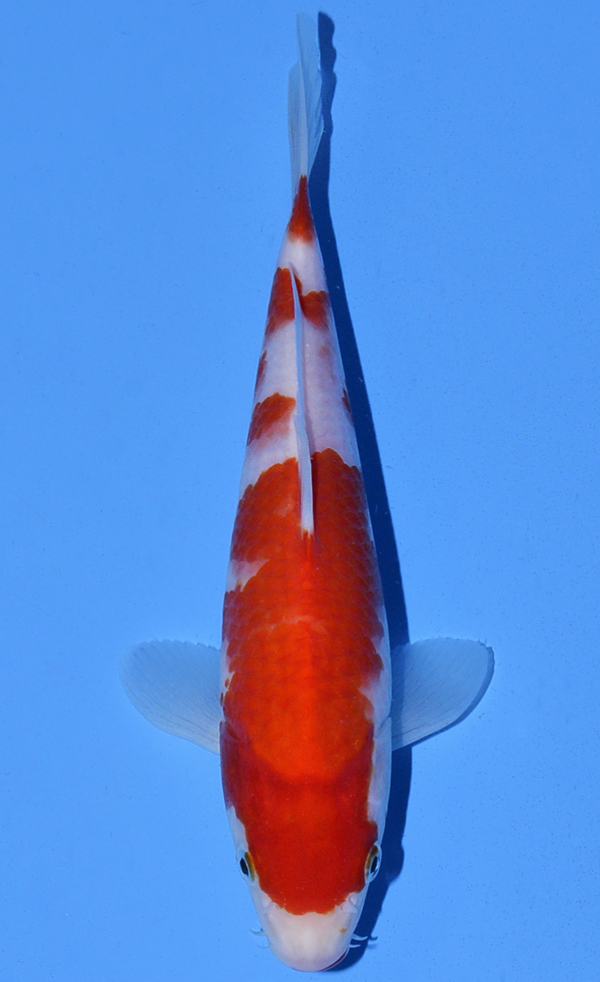 Kohaku