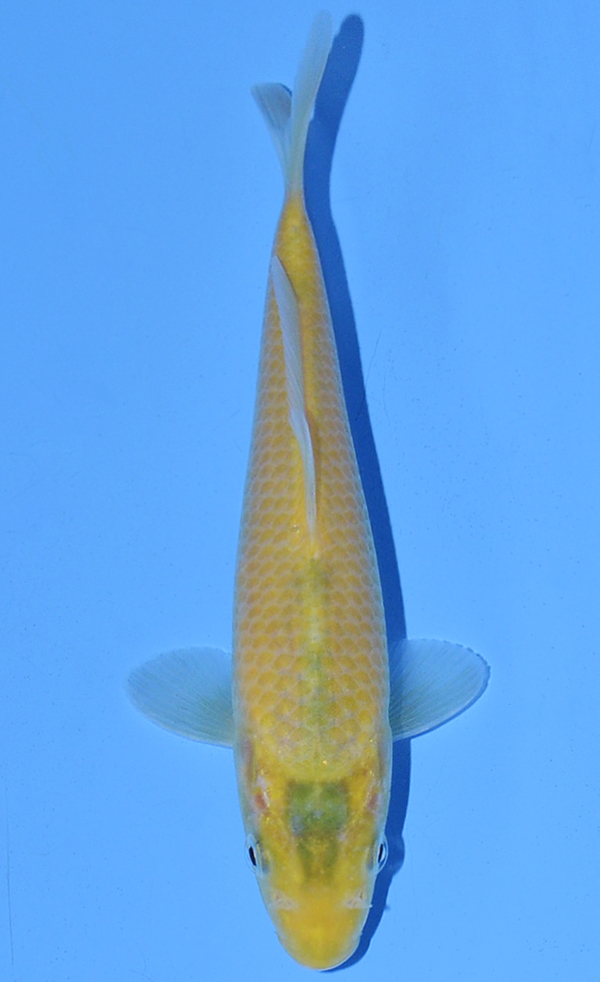 Midorigoi