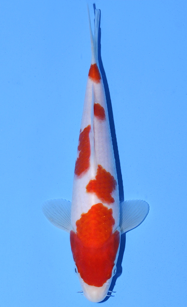 Kohaku