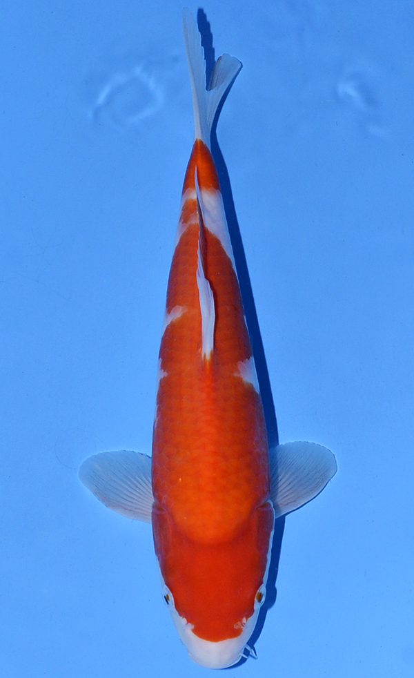 Kohaku