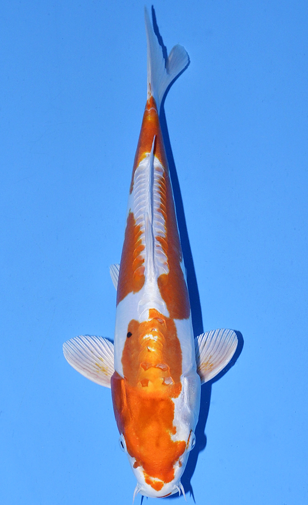 Kikusui