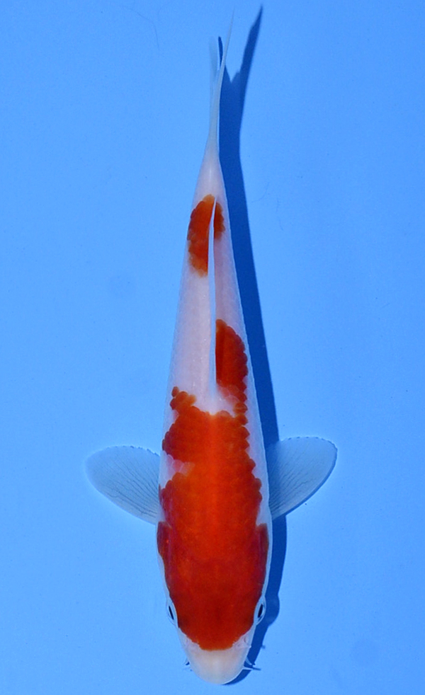 Kohaku