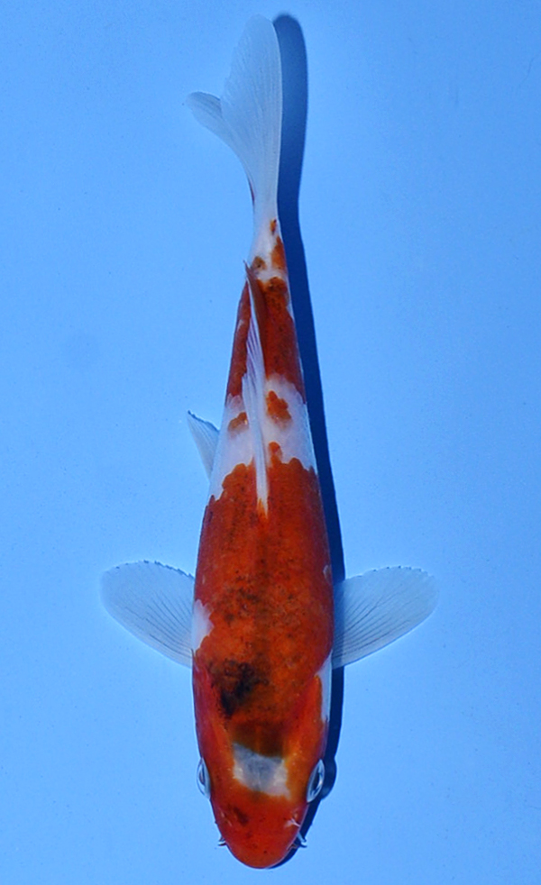 Koromo