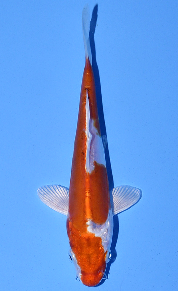 Kikusui