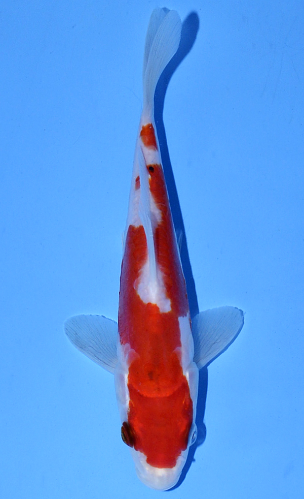Kikusui