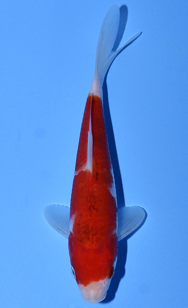 Koromo