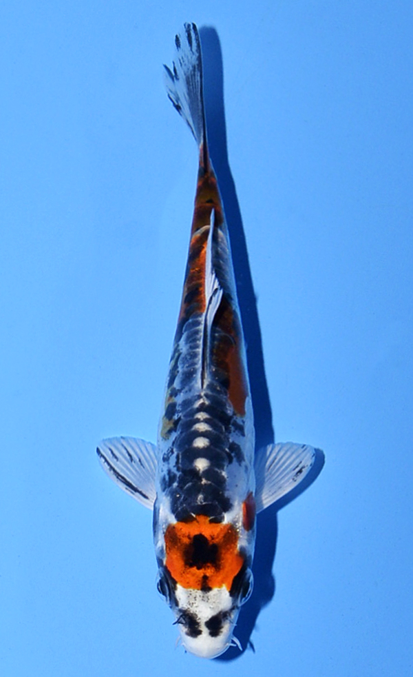 Beni Kiko