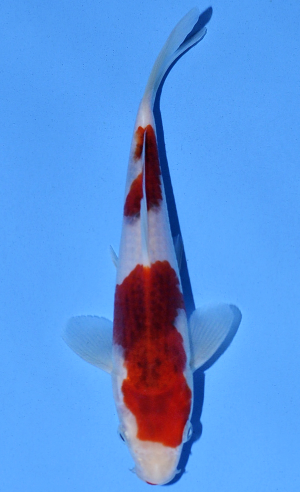 Koromo