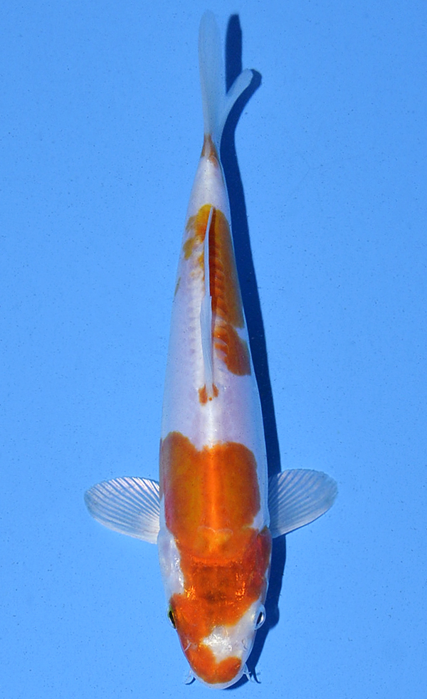 Kikusui