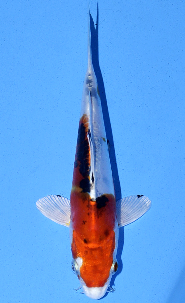 Heisei Nishiki