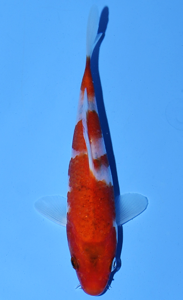 Koromo