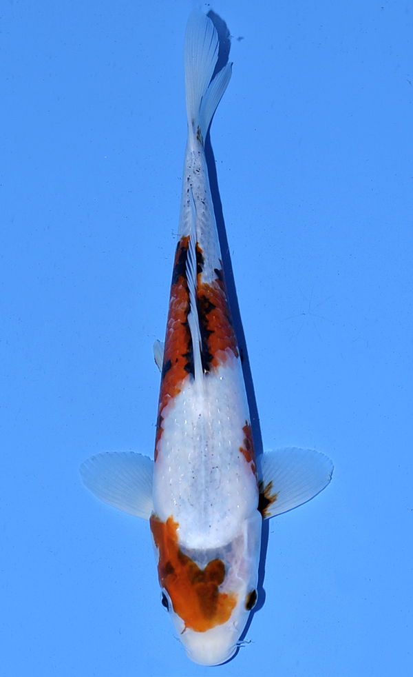 Kawarigoi
