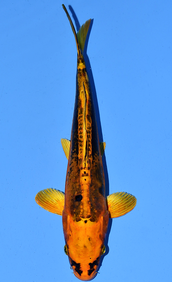 Mizuho Ogon
